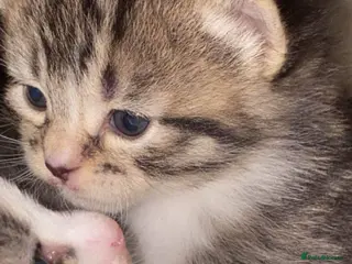 Mixed Breed cats Fluffy baby kitten - Advert 7