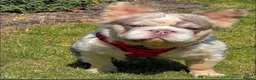 French Bulldog dogs for stud: Licensed breeder! Fluffy frenchie litter due July  - Advert 17
