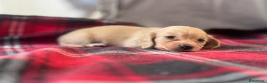 Miniature Dachshund Puppy 1