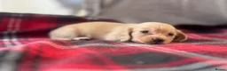 Miniature Dachshund dogs for sale: Long Haired Cream/Shaded Cream KC Mini Dachshunds  - Advert 24