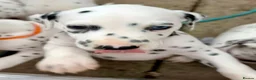 Dalmatian dogs for sale: Unexpectedly re-available Dalmatian girl-ready now - Advert 22