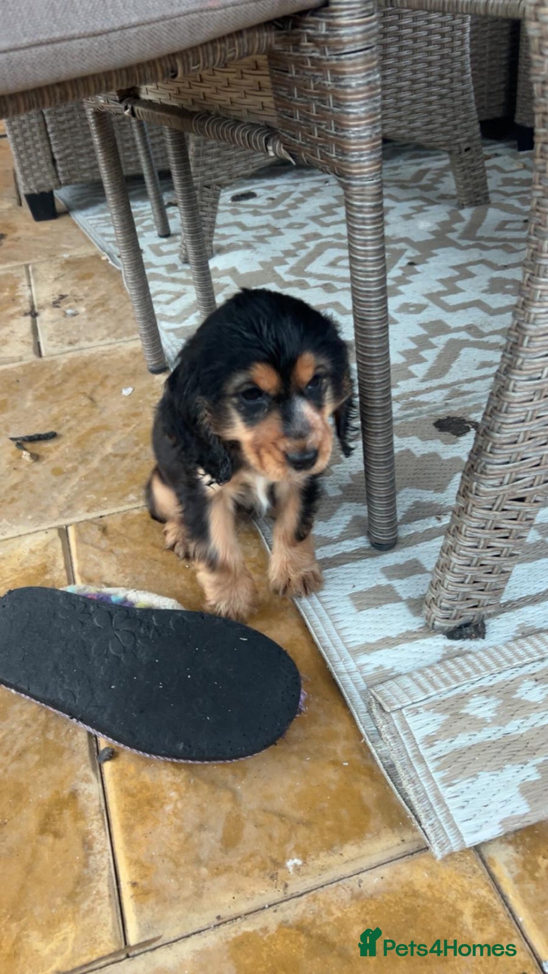 Cocker Spaniel dogs for sale: Show type cocker spaniel puppy’s.  - Advert 6