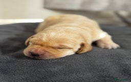 Labrador Retriever dogs for sale: Stunning, White/Yellow KC Registered Labrador Pups - Image 17