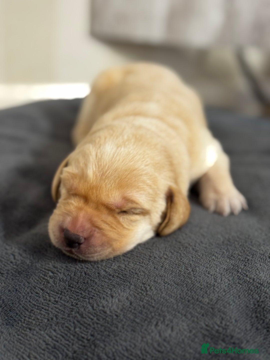 Labrador Retriever dogs for sale: Stunning, White/Yellow KC Registered Labrador Pups - Image 17