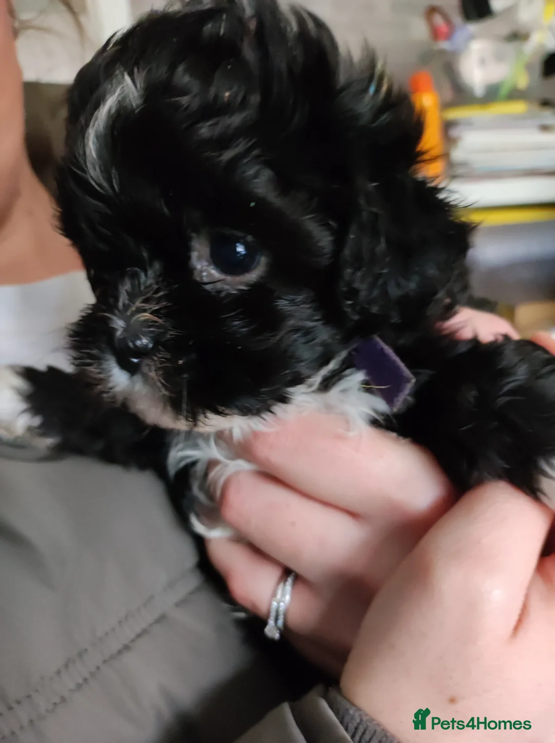 Shihpoo dogs for sale: Beautiful pickle , little girl shipoo - Advert 2