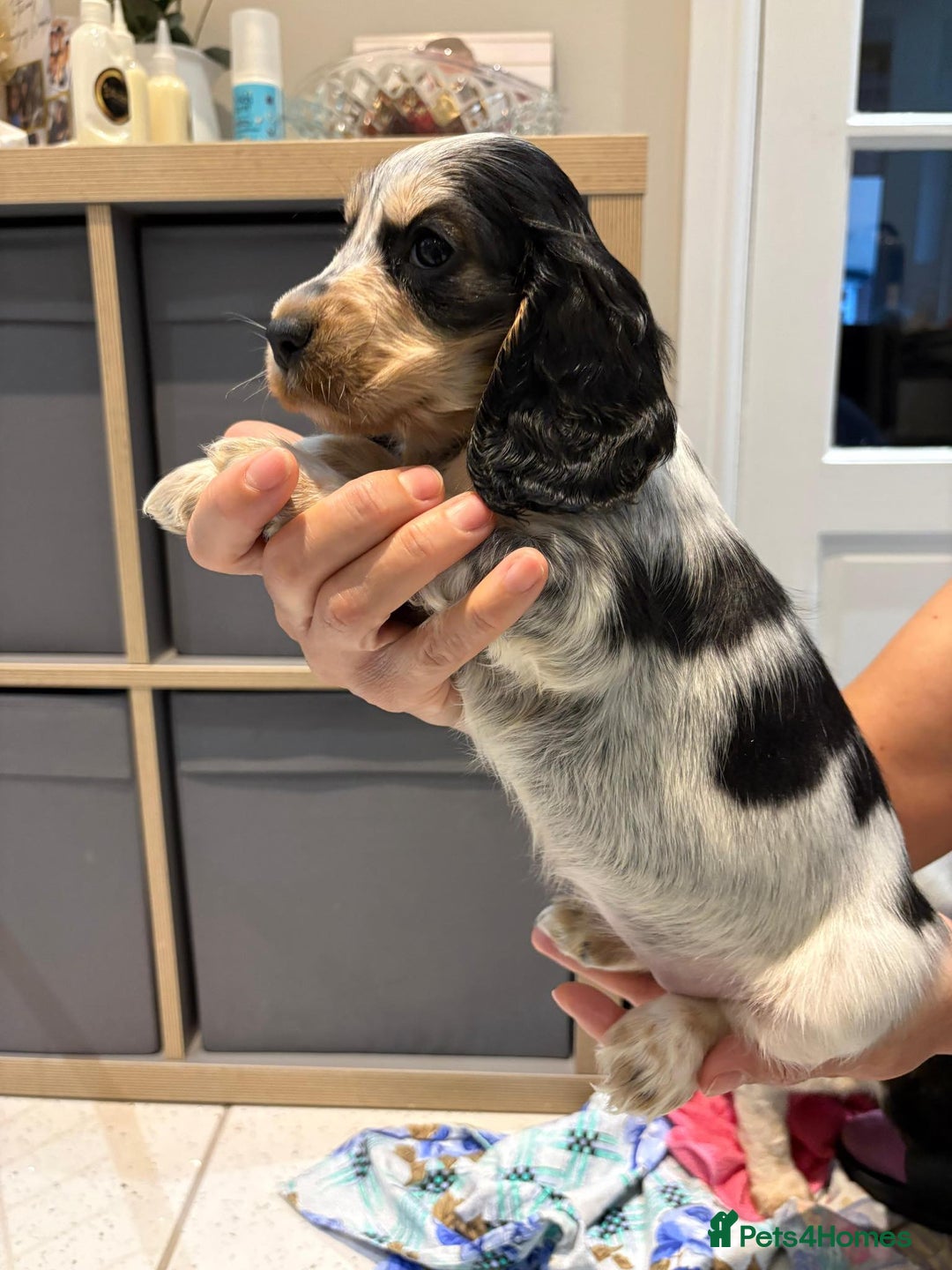 Cocker Spaniel dogs for sale: Pure show type KC reg DNA health test  - Advert 2