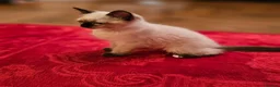 Ragdoll cats for sale: Finding new home for Milo in Glasgow - Advert 2