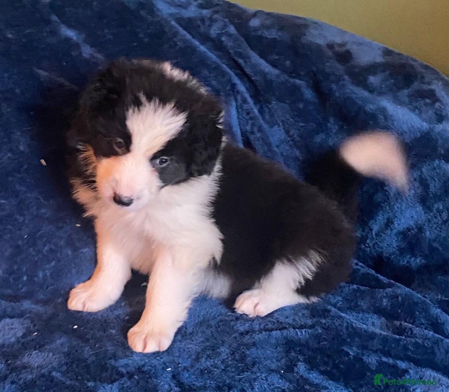 Border Collie dogs  Long Coated Border Collie Pups - Advert 2