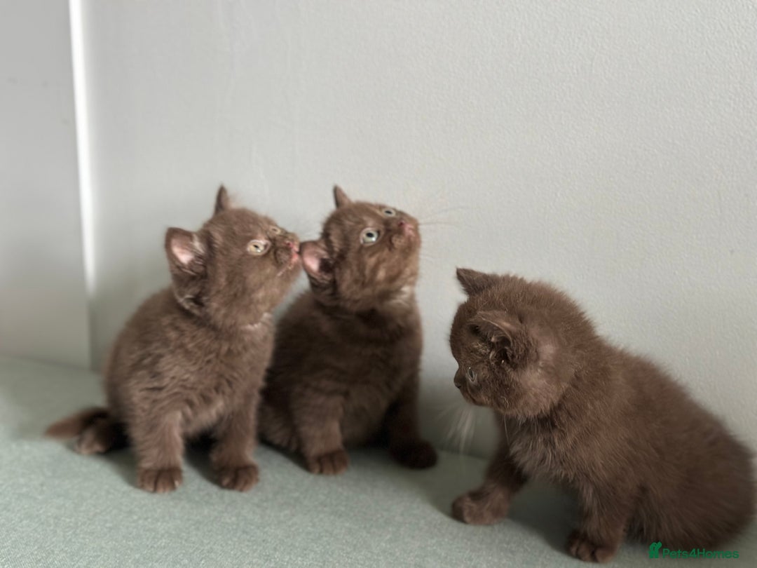 British Shorthair cats for sale: 🌈Beautiful Full Pedigree British Shorthairs 🌈🐱 - Image 26