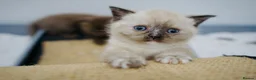 British Shorthair cats for sale: 🌟GCCF BSH Kittens Beautiful Variety of Colours 🌟 - Advert 11