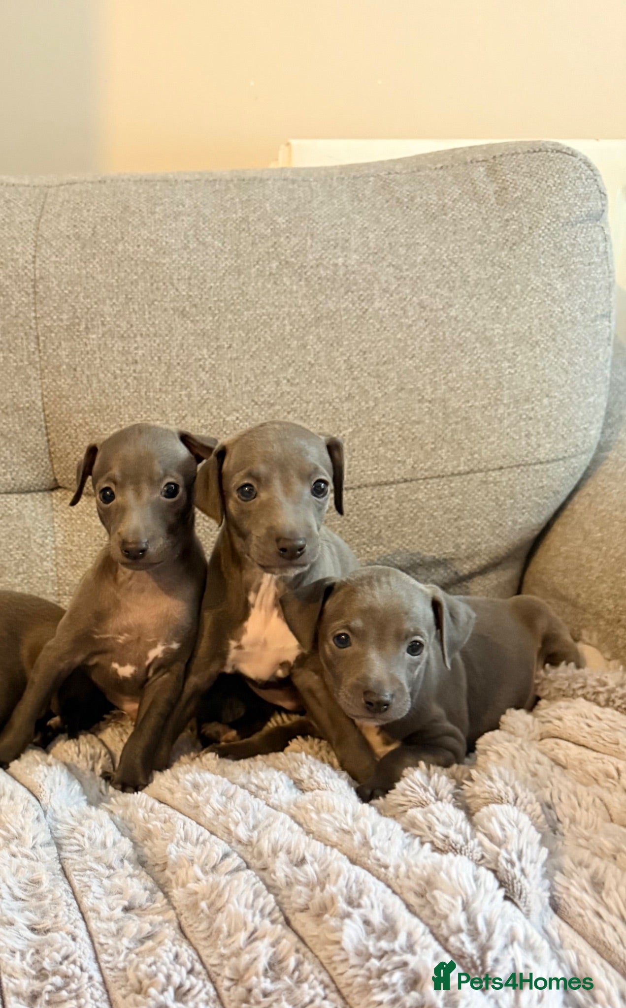 Italian Greyhound dogs 3 Stunning KC Italian Greyhound Puppies  - Advert 2