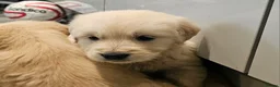 Golden Retriever dogs for sale: Golden retriever champion bloodline puppies. - Advert 18