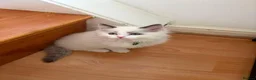 Ragdoll cats for sale: 6 perfect ragdoll kittens - Advert 2