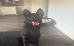 Mixed Breed dogs for sale: Storm 1 year old  - Image 5