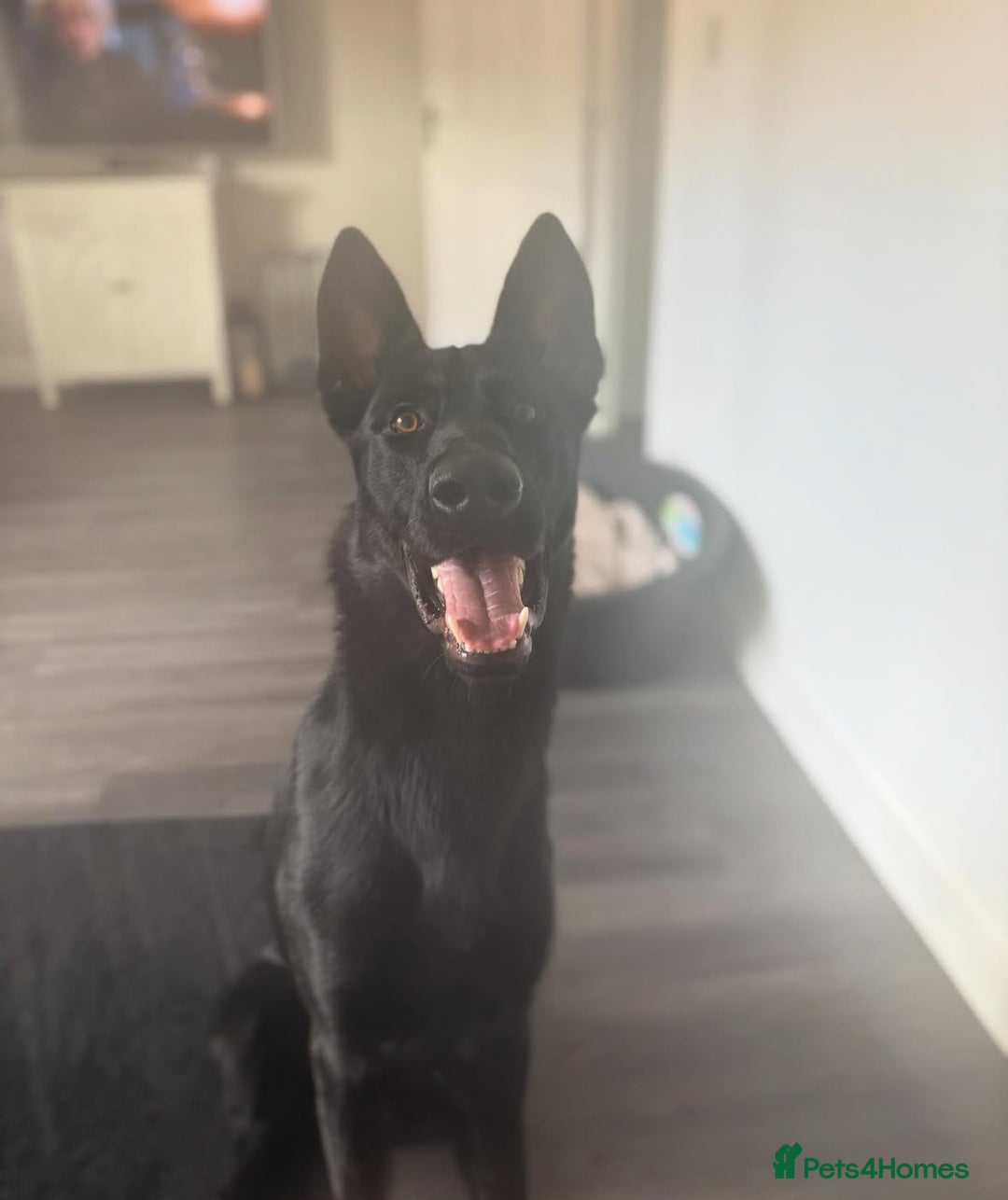 Mixed Breed dogs for sale: Storm 1 year old  - Image 5
