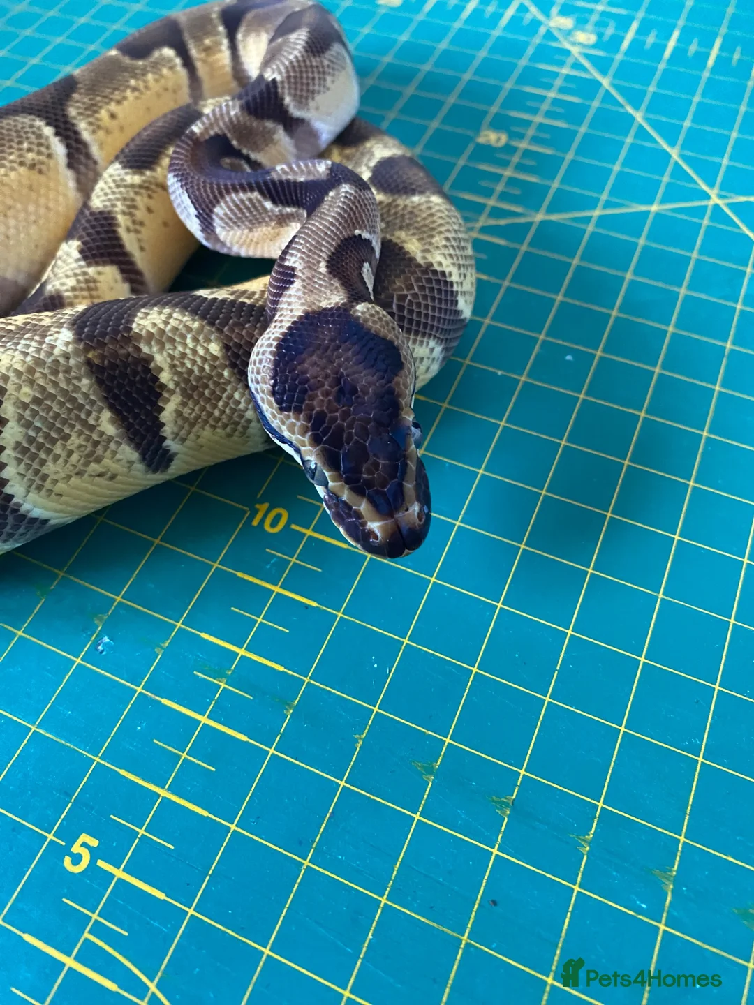 Python Snake reptiles for sale: Female super enchi orange dream royal python  - Advert 2