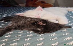 Turkish Angora cats for sale: Adorable 2 Kittens - Image 7