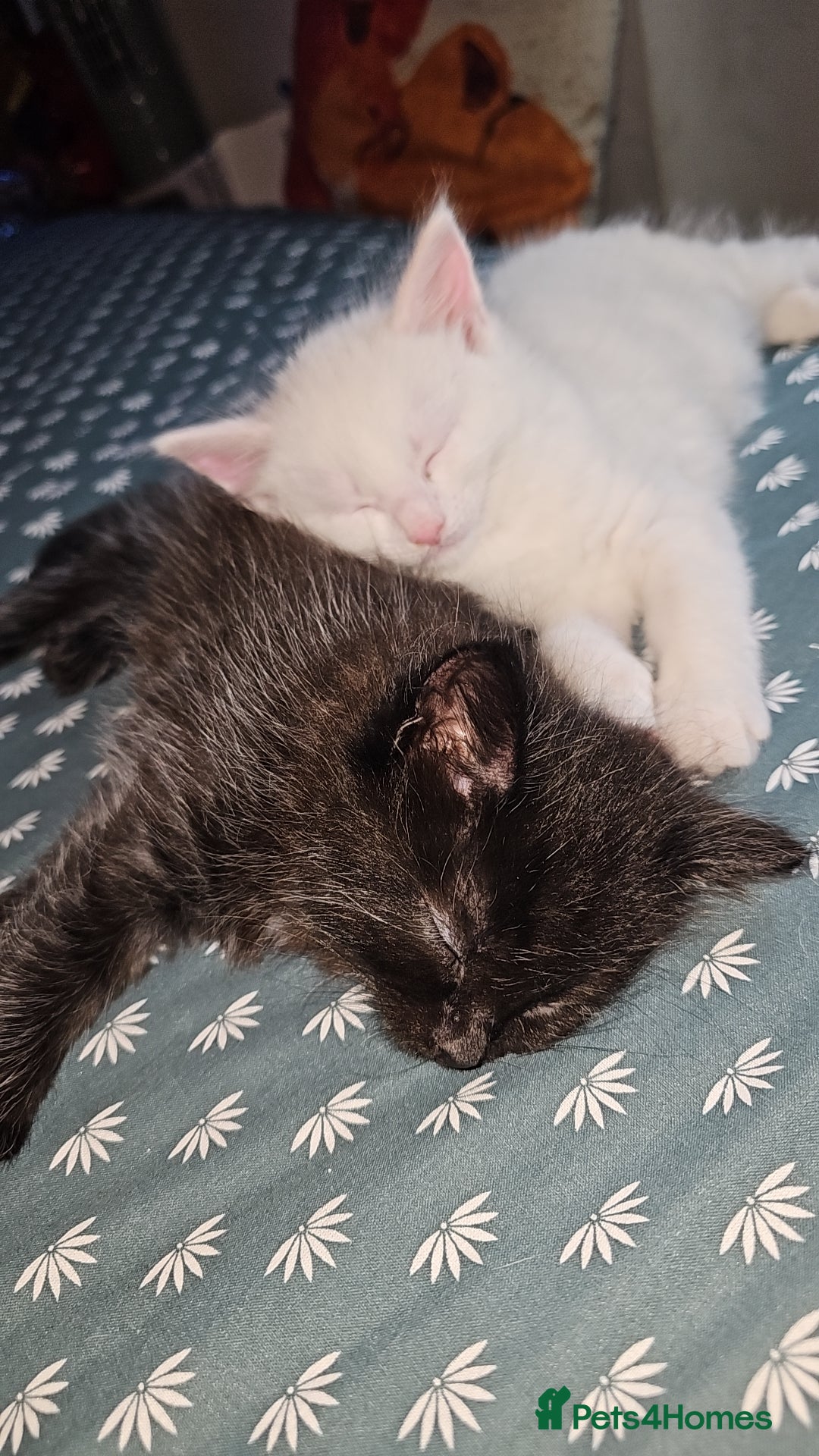 Turkish Angora cats for sale: Adorable 2 Kittens - Image 7