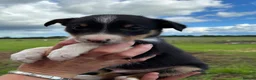 Border Collie dogs for sale: Border collie puppies  in Pickering - Advert 8