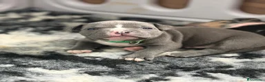 Green collar boy 