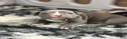 American Bully dogs for sale: 9 beautiful pocket bullies, ABKC registered  - Advert 17