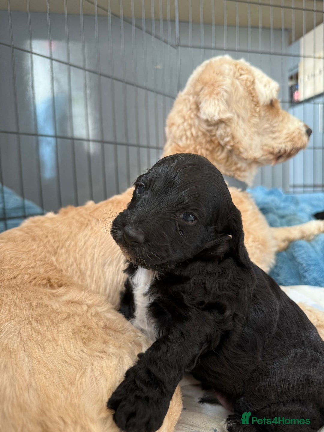 Cockapoo dogs for sale: 1 male black and white cockapoo left for sale - Image 11