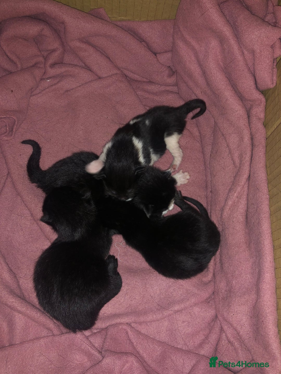 Mixed Breed cats for sale: Mixed kittens from healthy mother - Advert 5