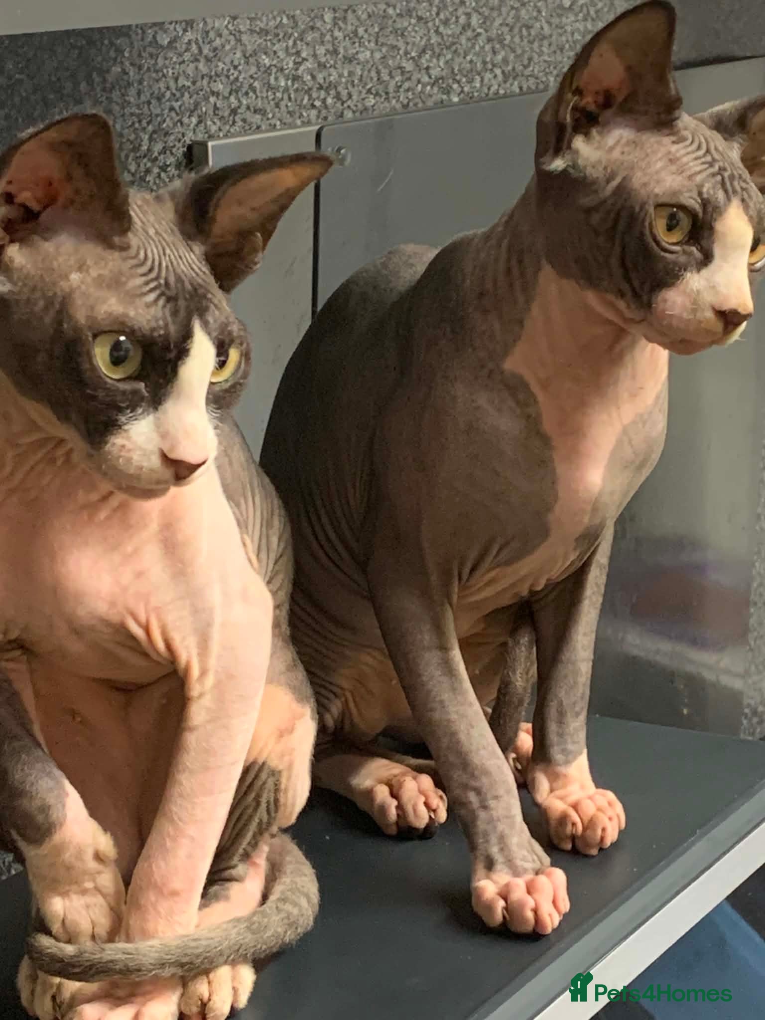 Sphynx cats 2 Sphynx cats  - Advert 1
