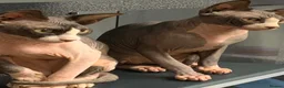 Sphynx cats for sale: 2 Sphynx cats  in Withernsea - Advert 1