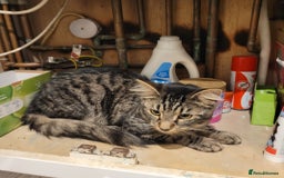 Arabian Mau cats for sale: Beautiful gentle boy less than a year old - Image 2
