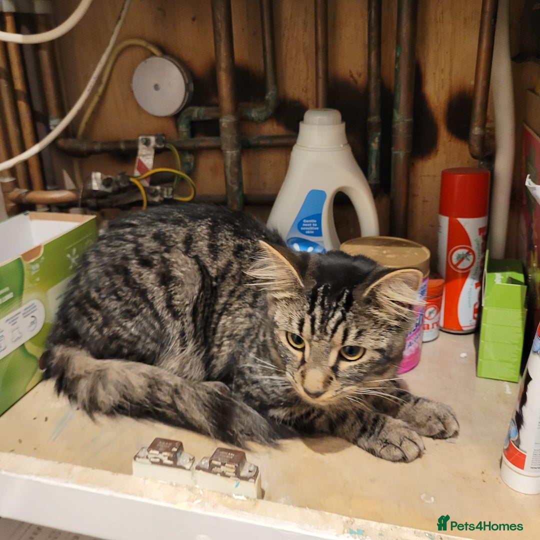 Arabian Mau cats for sale: Beautiful gentle boy less than a year old - Image 2