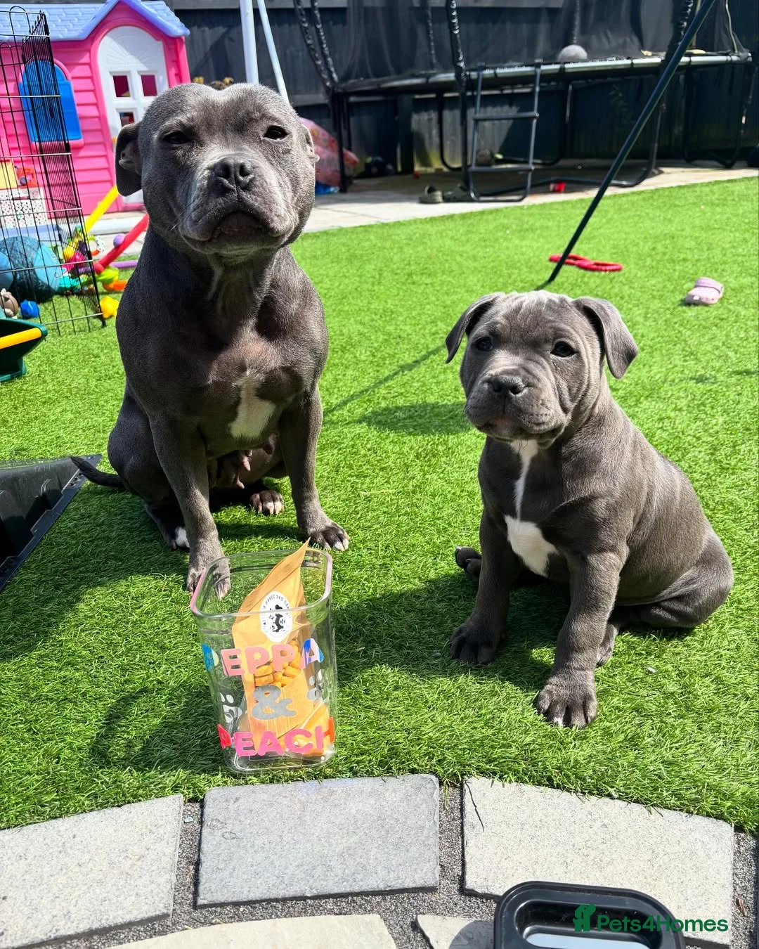 Staffordshire Bull Terrier dogs for sale: Stunning Staffordshire Bull Terrier Puppies in Richmond - Advert 2