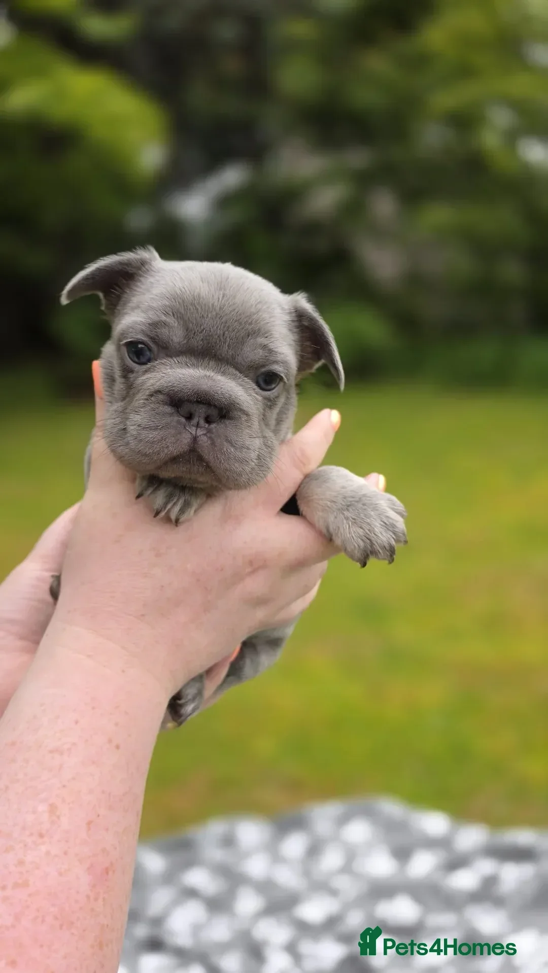 French Bulldog dogs for sale: French Bulldog - Lilac/Tan Male - Advert 1