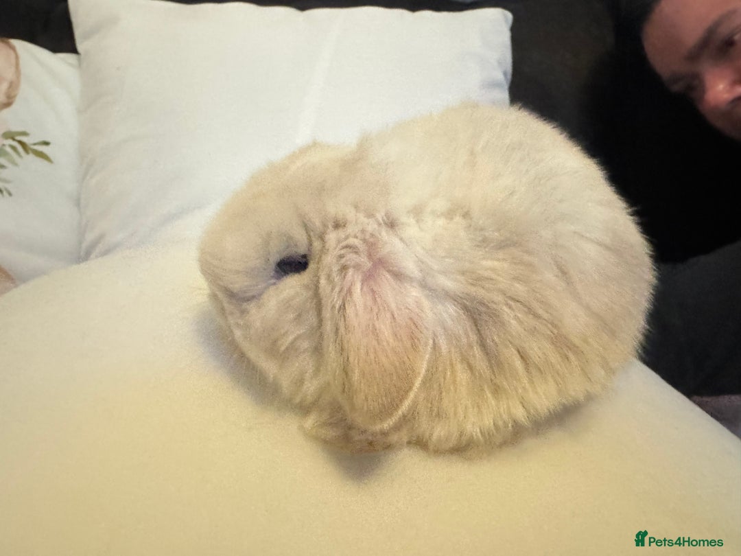 Mini Lop rabbits for sale: Pedigree Mini Lops - Advert 4