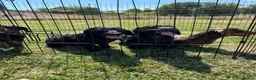 Doxiepoo dogs for sale: Beautiful mini Daxi Poos  - Advert 5