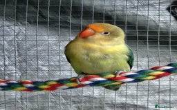 Lovebirds birds for sale: Lovely 6 month old female  - Image 3
