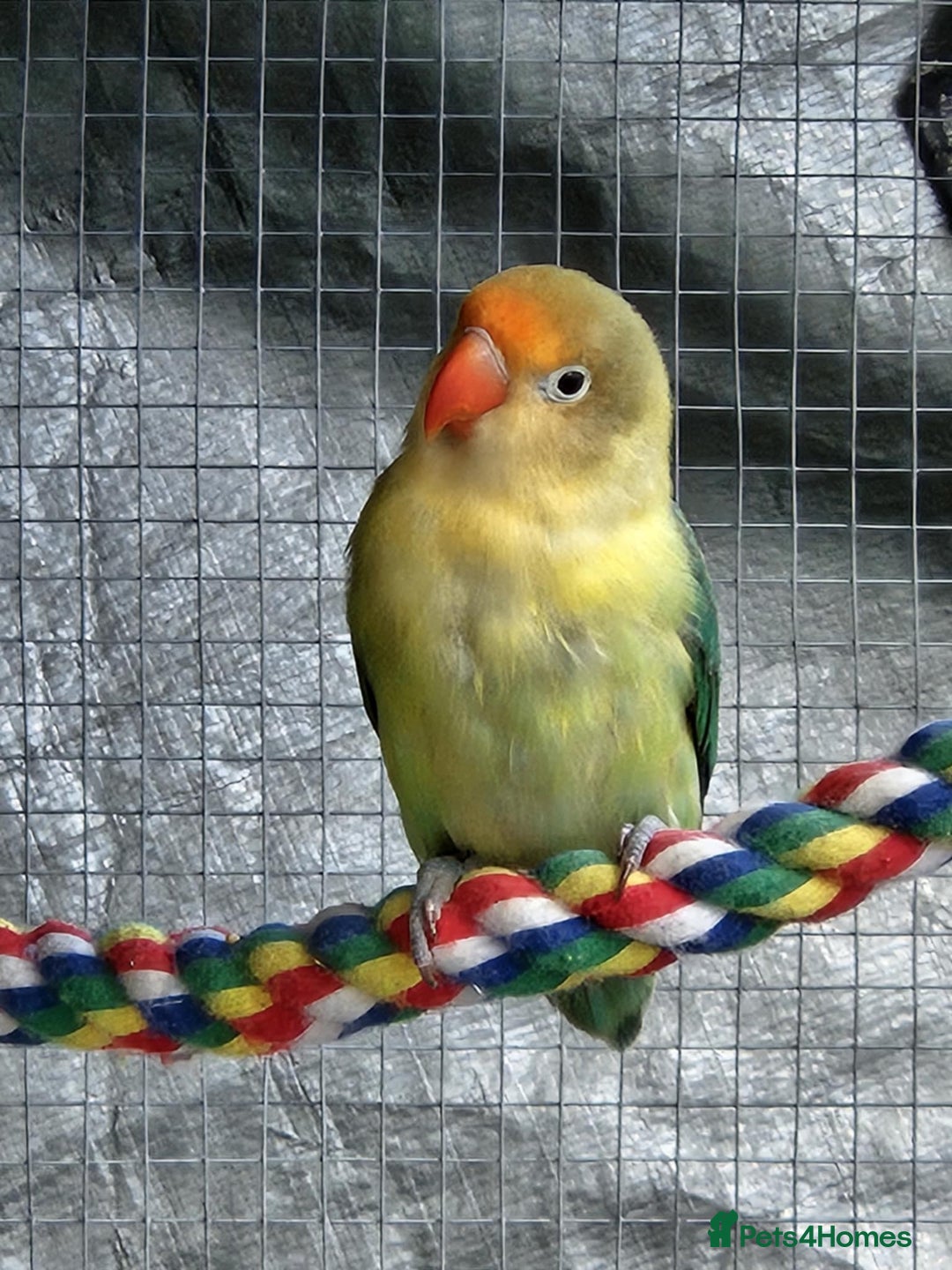 Lovebirds birds for sale: Lovely 6 month old female  - Image 3