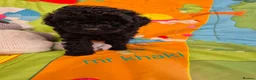 Cavapoo dogs for sale: Complete Dna HEALTH Tested parents cavapoo puppies - Advert 7