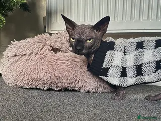 Sphynx cats Dual reg Proven Bambino Stud for sale - Advert 5