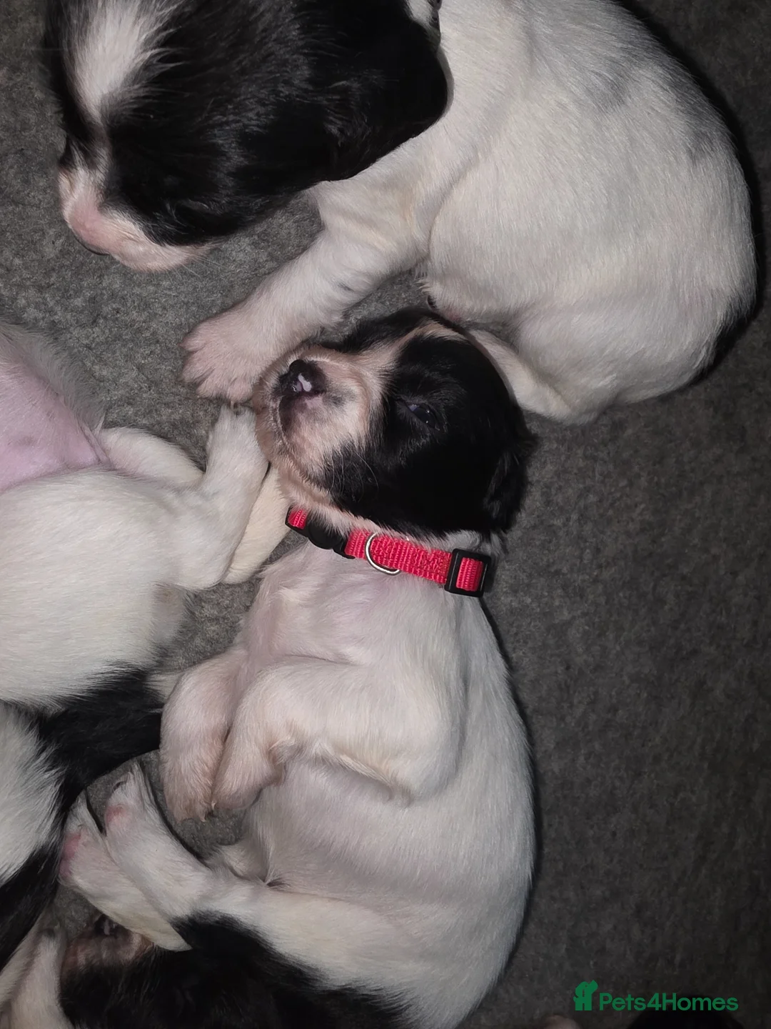 English Springer Spaniel dogs for sale: English Springer Spaniel puppies - Advert 9