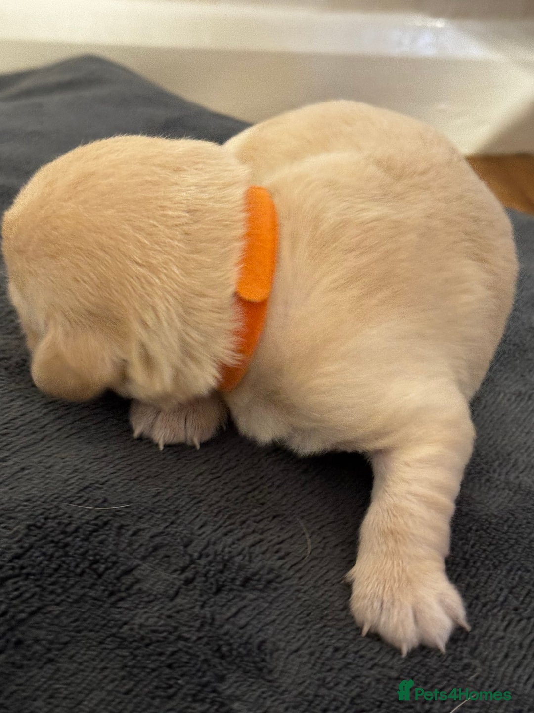 Labrador Retriever dogs for sale: Stunning, White/Yellow KC Registered Labrador Pups - Image 27