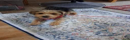Mixed Breed dogs for sale: Delightful pup will light up your life! in Yeovil - Advert 2