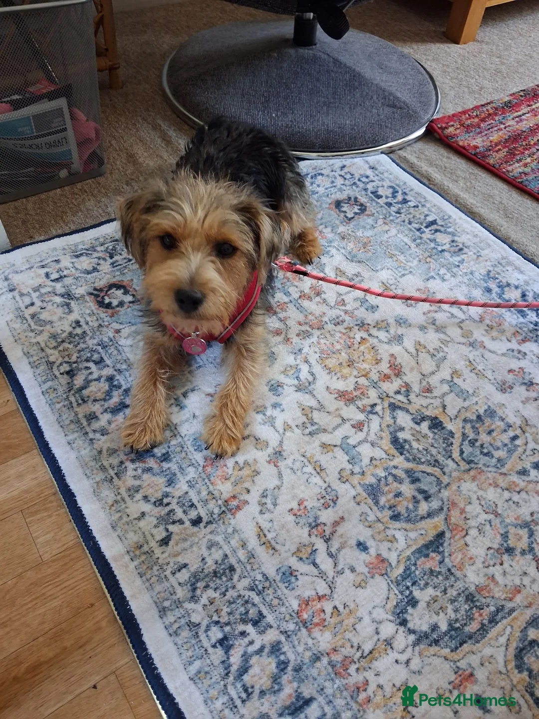 Mixed Breed dogs for sale: Delightful pup will light up your life! in Yeovil - Advert 2