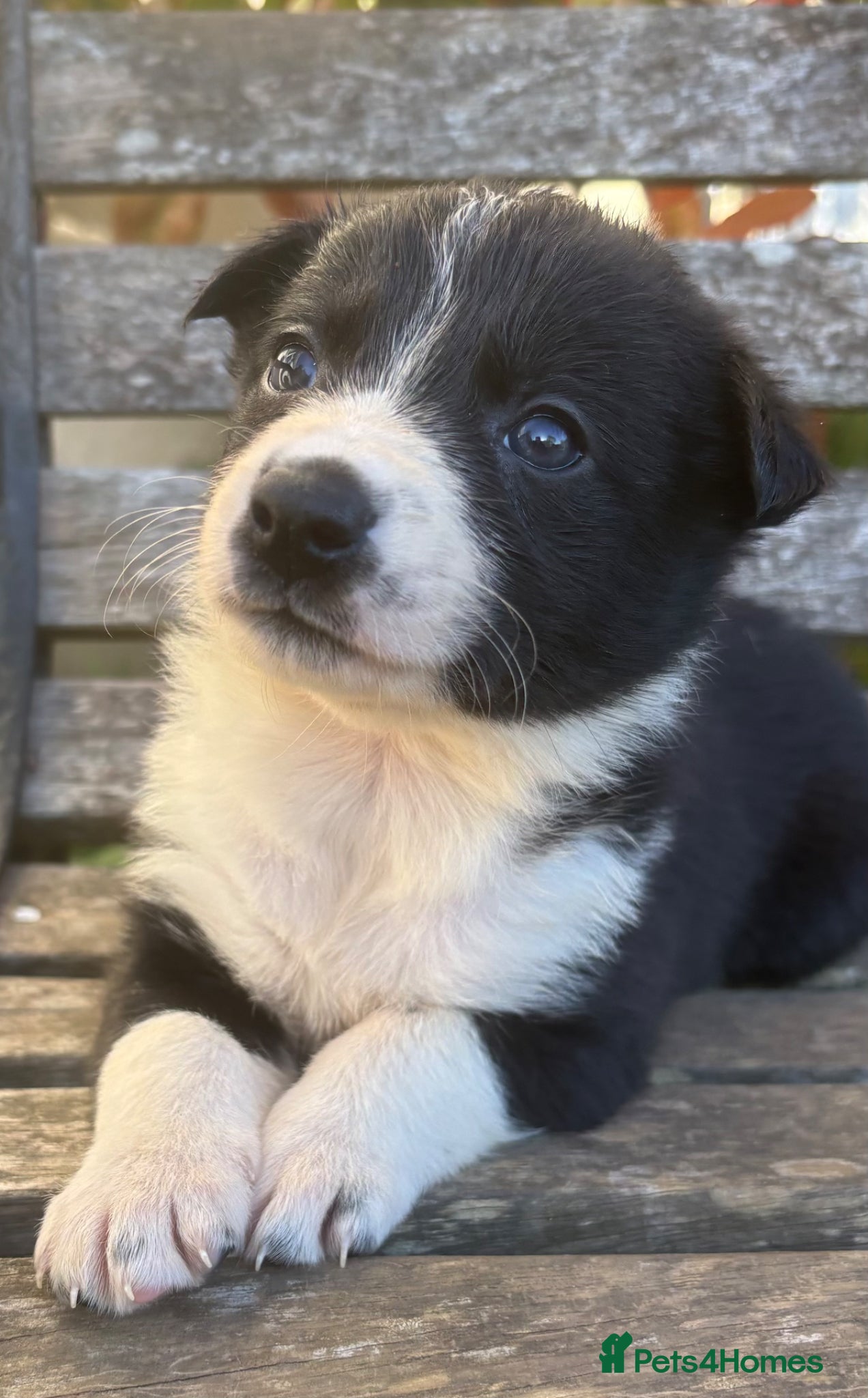 Border Collie dogs Border Collie puppies  - Advert 1