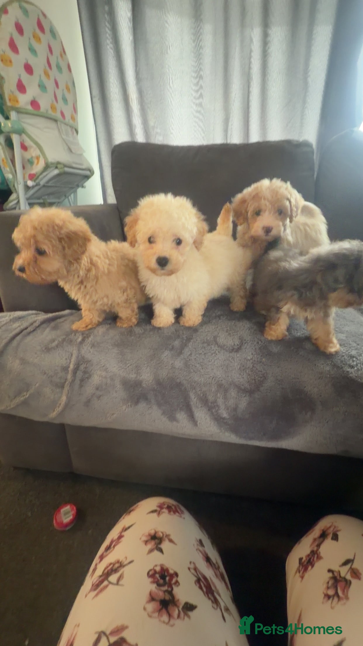 Maltipoo dogs 4 beautiful Maltipoo  - Advert 2