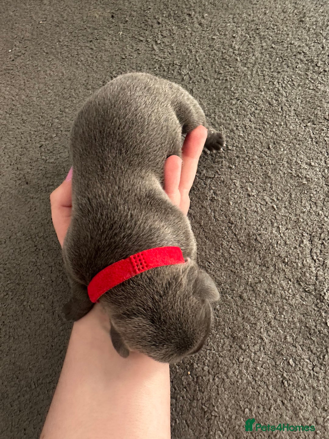 Staffordshire Bull Terrier dogs for sale: Quality Blue Staffies - Image 26