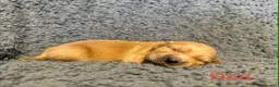 Golden Retriever dogs for sale: Amazingly beautiful golden pups  - Advert 6