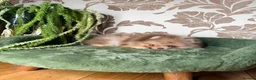 Pomeranian dogs for sale: Chocolate Merle Boy - Advert 33