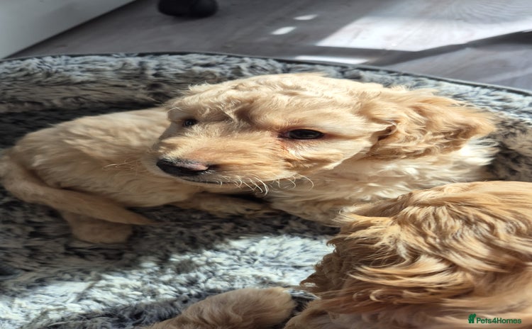 Labradoodle dogs - Advert 1