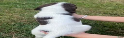 English Springer Spaniel dogs for sale: English Springer Spaniels - Advert 8